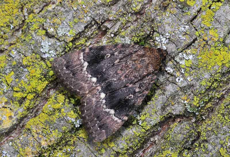 Amphipyra (Amphipyra) berbera